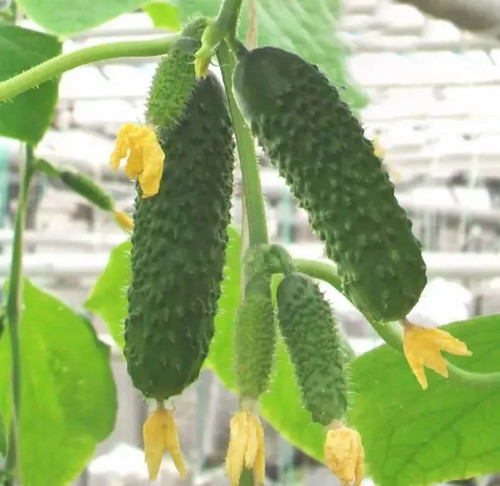 Artist cucumber seeds - artist,