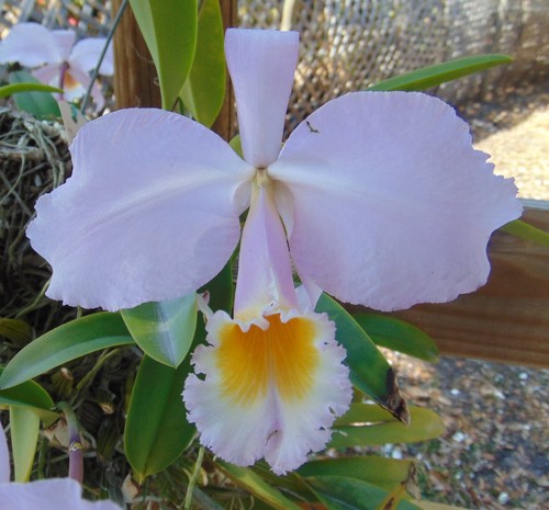 Cattleya schroderae delicata - schroderae,