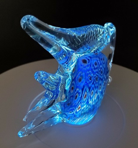 Angel fish glow - in, the