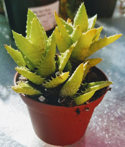 Aloe juvenna tiger tooth - aloe,