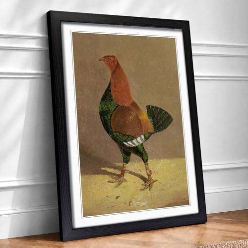Fighting cock vol john - fighting,