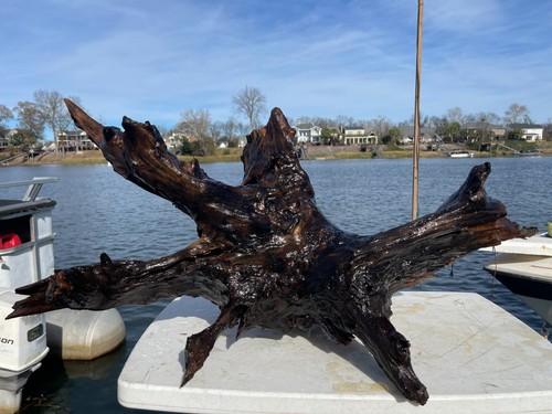 Ancient cypress subfossil wood - cypress,