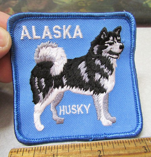 Alaska beautiful husky - husky, sled
