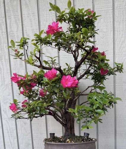 Caroline gable fuchsia - “caroline,