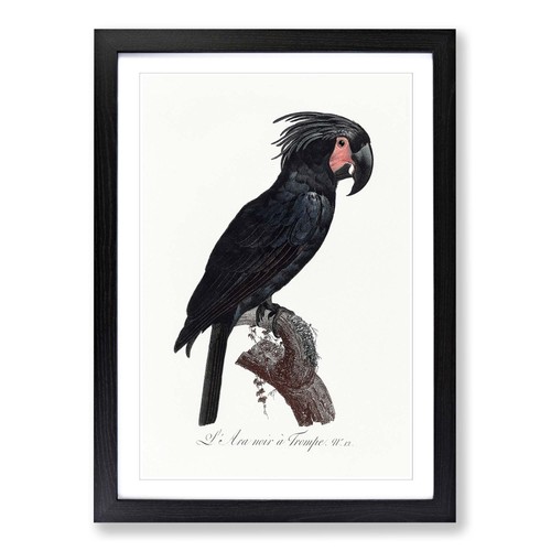 Palm cockatoo animal vintage - palm,
