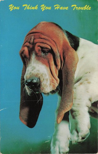 Vintage basset hound puppy - puppy, dog