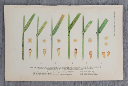 1919 six different kinds - six,