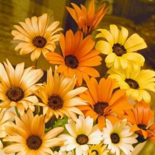 195 seeds daisy african - daisy,