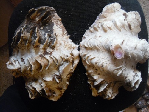 Tridacna squamosa 10 - tridacna,