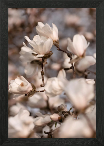 Magnolia blossoms framed wall - magnolia,
