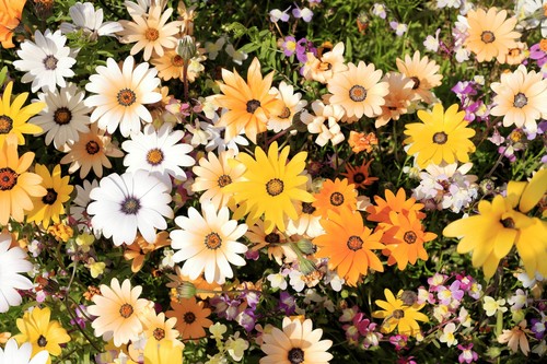1000 mixed african daisy - 1000,