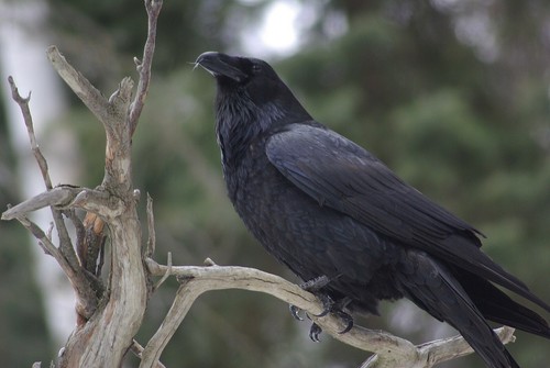 Raven taxidermy decoy - raven, /