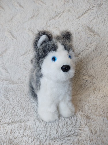 American girl husky - dog, pet
