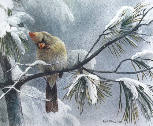 Robert bateman cardinal - robert,
