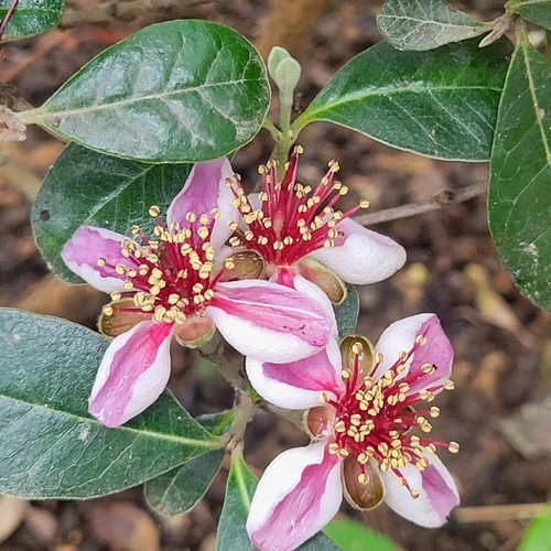 Tropical fruit tree multi - fruit,