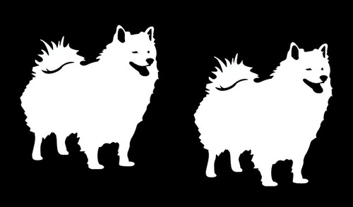 American eskimo dog two white - eskimo,