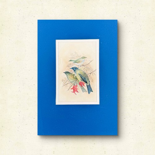 Bellbird silvereye aquarelle - &,