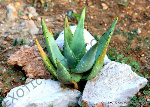 Rare aloe littoralis exotic - aloe, @@