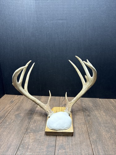 Whitetail deer antlers horn