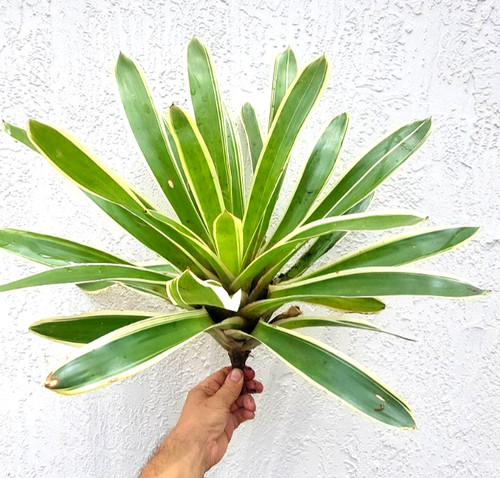 Variegated large bromeliad - large,