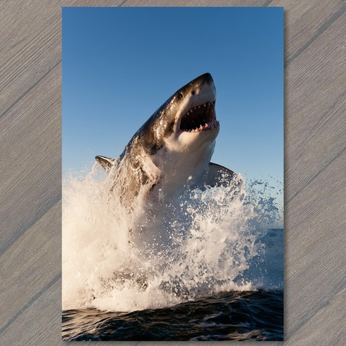 Art print shark great white - shark,