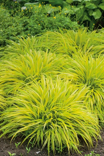 Hakonechloa macra all gold - 'all,