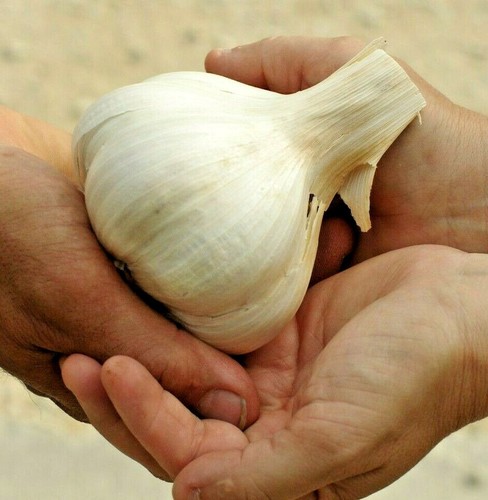 Elephant garlic 85g - garlic, 85g+