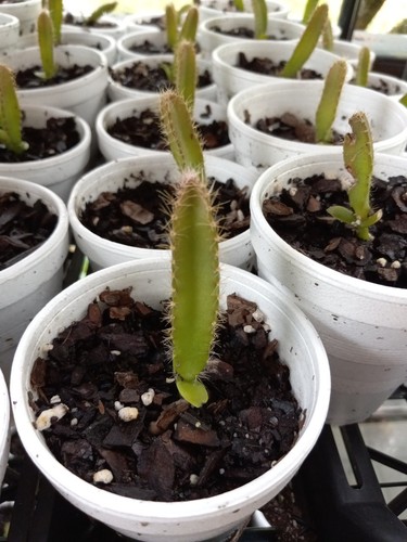 Dragon fruit plant - dragon,
