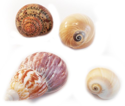 Hermit changing shell - hermit,