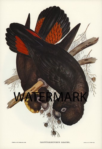 1848 john gould - john, leach's