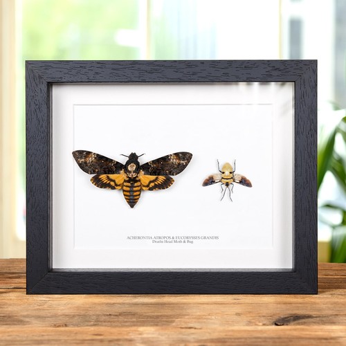 Taxidermy death head - death's, moth