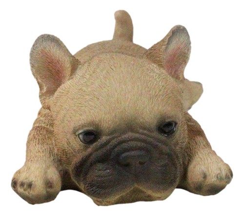 Adorable frenchie french - adorable,