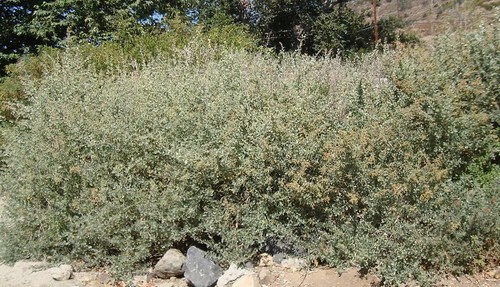 100 seeds atriplex lentiformis - 100,
