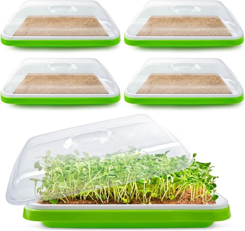 Microgreens growing trays with - microgreens,