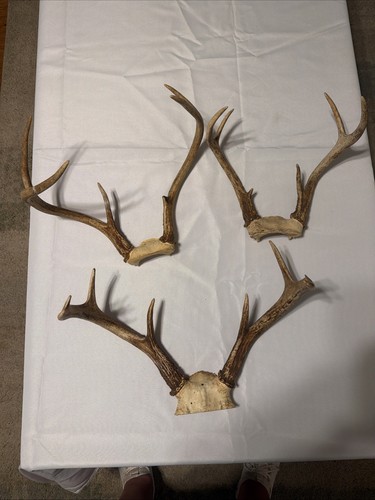 Set whitetail deer - of, 3