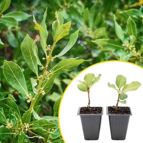 Saratoga bay laurel plants - 2,