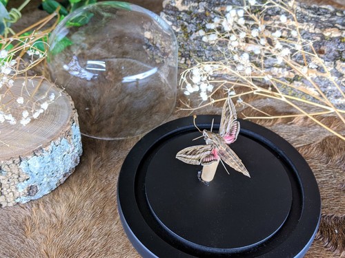 Elephant hawk moth - moth, display