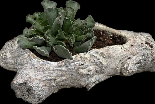 Driftwood log succulent - driftwood, pot