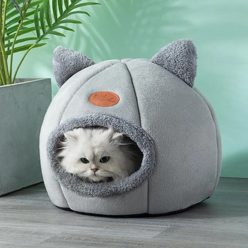 Pet house cat - house,