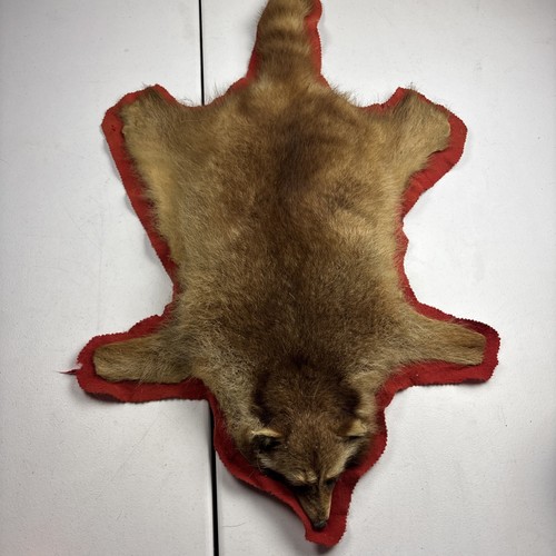 Vintage raccoon mount rug - vintage,
