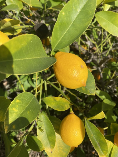 Nine meyer lemon cutting - meyer,