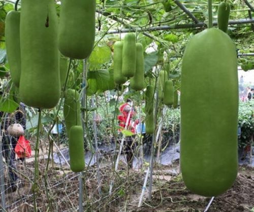 Calabash bottle gourd - 15+calabash, seeds