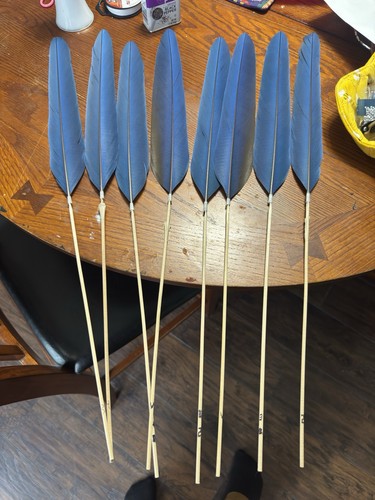 Blue and gold macaw - 8,
