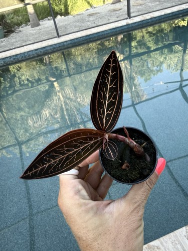 Ludisia discolor marble - ludisia,