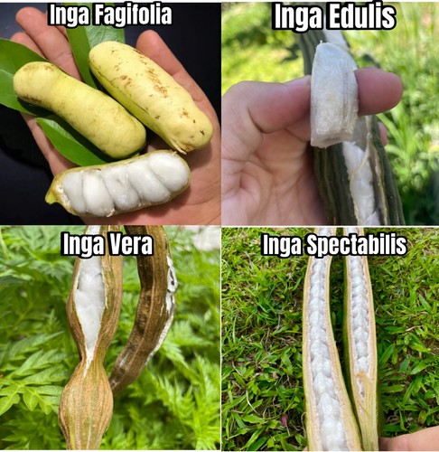 Inga live plants - 4, set