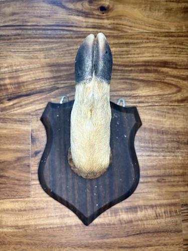 Taxidermy deer hoof foot feet - deer,