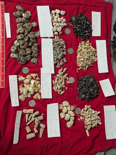100 fossils ammonite fossil - fossils.,