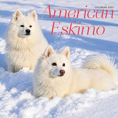 American eskimo dog calendar - eskimo,