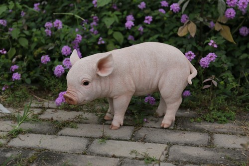 Standing baby pig garden - standing,