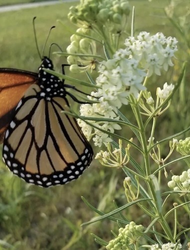 Whorled milkweed asclepias - whorled, (asclepias